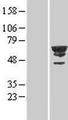 CDK19 / CDK11 Protein - Western validation with an anti-DDK antibody * L: Control HEK293 lysate R: Over-expression lysate