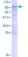 CDK19 / CDK11 Protein - 12.5% SDS-PAGE of human CDC2L6 stained with Coomassie Blue