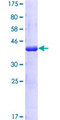 CDK19 / CDK11 Protein