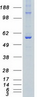 CDK19 / CDK11 Protein - Purified recombinant protein CDK19 was analyzed by SDS-PAGE gel and Coomassie Blue Staining