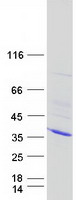 CDK2 Protein - Purified recombinant protein CDK2 was analyzed by SDS-PAGE gel and Coomassie Blue Staining