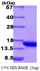 CDK2AP1 / DOC1 Protein