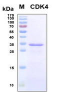 CDK4 Protein