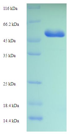 CDK5 Protein