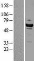 CDK8 Protein - Western validation with an anti-DDK antibody * L: Control HEK293 lysate R: Over-expression lysate