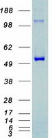CDK8 Protein - Purified recombinant protein CDK8 was analyzed by SDS-PAGE gel and Coomassie Blue Staining