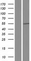 CDKL3 Protein - Western validation with an anti-DDK antibody * L: Control HEK293 lysate R: Over-expression lysate