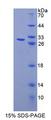 CDKN1B / p27 Kip1 Protein - Recombinant Cyclin Dependent Kinase Inhibitor 1B (CDKN1B) by SDS-PAGE