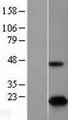 CDKN2A Protein - Western validation with an anti-DDK antibody * L: Control HEK293 lysate R: Over-expression lysate