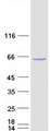 CDKN2AIP Protein - Purified recombinant protein CDKN2AIP was analyzed by SDS-PAGE gel and Coomassie Blue Staining