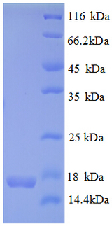 CDKN2AIPNL Protein