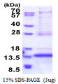 CDKN2AIPNL Protein