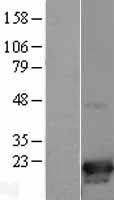 CDKN2D / p19 INK4d Protein - Western validation with an anti-DDK antibody * L: Control HEK293 lysate R: Over-expression lysate