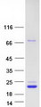 CDNF / ARMETL1 Protein - Purified recombinant protein CDNF was analyzed by SDS-PAGE gel and Coomassie Blue Staining