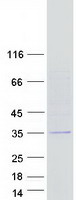 CDRT15 Protein - Purified recombinant protein CDRT15 was analyzed by SDS-PAGE gel and Coomassie Blue Staining