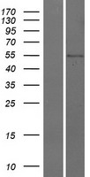 CDS1 Protein - Western validation with an anti-DDK antibody * L: Control HEK293 lysate R: Over-expression lysate