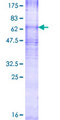 CDS2 Protein - 12.5% SDS-PAGE of human CDS2 stained with Coomassie Blue