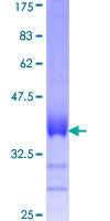 CDS2 Protein - 12.5% SDS-PAGE Stained with Coomassie Blue.