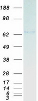 CDT1 Protein - Purified recombinant protein CDT1 was analyzed by SDS-PAGE gel and Coomassie Blue Staining