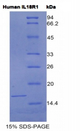 CDw218a / IL18R1 Protein - Recombinant Interleukin 18 Receptor 1 By SDS-PAGE