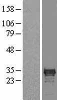 CDX1 Protein - Western validation with an anti-DDK antibody * L: Control HEK293 lysate R: Over-expression lysate