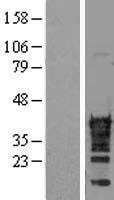 CDX2 Protein - Western validation with an anti-DDK antibody * L: Control HEK293 lysate R: Over-expression lysate
