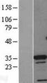 CDX4 Protein - Western validation with an anti-DDK antibody * L: Control HEK293 lysate R: Over-expression lysate