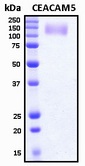 CEA / Carcinoembryonic Antigen Protein - SDS-PAGE under reducing conditions and visualized by Coomassie blue staining
