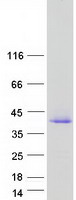 CEACAM19 Protein - Purified recombinant protein CEACAM19 was analyzed by SDS-PAGE gel and Coomassie Blue Staining