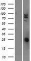 CEACAM20 Protein - Western validation with an anti-DDK antibody * L: Control HEK293 lysate R: Over-expression lysate