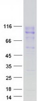 CEACAM20 Protein - Purified recombinant protein CEACAM20 was analyzed by SDS-PAGE gel and Coomassie Blue Staining