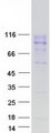 CEACAM20 Protein - Purified recombinant protein CEACAM20 was analyzed by SDS-PAGE gel and Coomassie Blue Staining