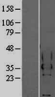 CEACAM4 Protein - Western validation with an anti-DDK antibody * L: Control HEK293 lysate R: Over-expression lysate