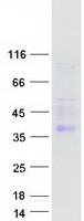CEACAM4 Protein - Purified recombinant protein CEACAM4 was analyzed by SDS-PAGE gel and Coomassie Blue Staining