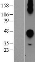 CEACAM7 Protein - Western validation with an anti-DDK antibody * L: Control HEK293 lysate R: Over-expression lysate