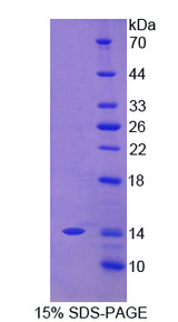 CEACAM7 Protein - Recombinant Carcinoembryonic Antigen Related Cell Adhesion Molecule 7 By SDS-PAGE