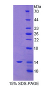 CEACAM7 Protein - Recombinant Carcinoembryonic Antigen Related Cell Adhesion Molecule 7 By SDS-PAGE