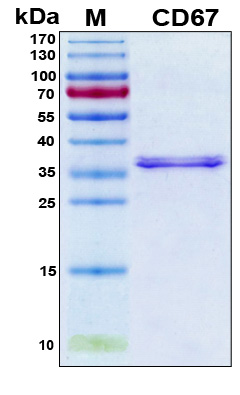 CEACAM8 / CD66b Protein