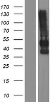 CEAL2 / CEACAM16 Protein - Western validation with an anti-DDK antibody * L: Control HEK293 lysate R: Over-expression lysate