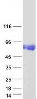 CEAL2 / CEACAM16 Protein - Purified recombinant protein CEACAM16 was analyzed by SDS-PAGE gel and Coomassie Blue Staining