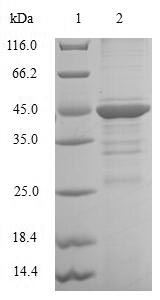 CEBPG / CEBP Gamma Protein - (Tris-Glycine gel) Discontinuous SDS-PAGE (reduced) with 5% enrichment gel and 15% separation gel.