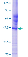 CED6 / GULP1 Protein - 12.5% SDS-PAGE of human GULP1 stained with Coomassie Blue