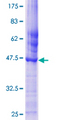 CED6 / GULP1 Protein - 12.5% SDS-PAGE of human GULP1 stained with Coomassie Blue