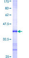 CED6 / GULP1 Protein - 12.5% SDS-PAGE Stained with Coomassie Blue.
