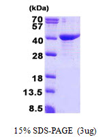 CED6 / GULP1 Protein