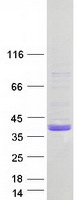 CED6 / GULP1 Protein - Purified recombinant protein GULP1 was analyzed by SDS-PAGE gel and Coomassie Blue Staining