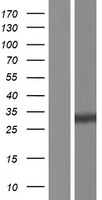CELA1 / Pancreatic Elastase 1 Protein - Western validation with an anti-DDK antibody * L: Control HEK293 lysate R: Over-expression lysate