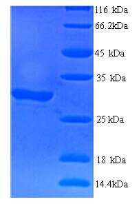 CELA2A / ELA2A Protein