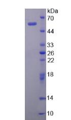 CELA3A / ELA3 Protein - Recombinant Elastase 3A By SDS-PAGE