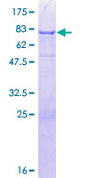 CELF1 / CUGBP1 Protein - 12.5% SDS-PAGE of human CUGBP1 stained with Coomassie Blue